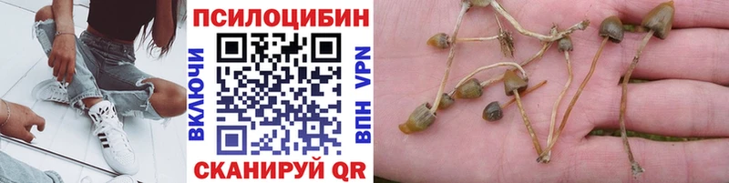Галлюциногенные грибы Psilocybine cubensis  Красногорск 
